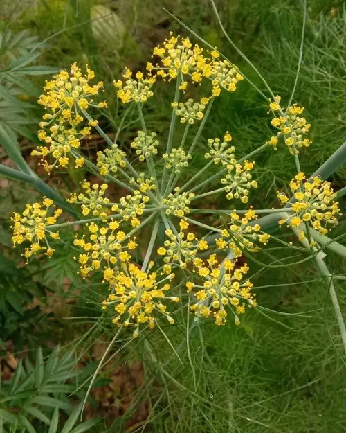Bee-Attractive Plants g
