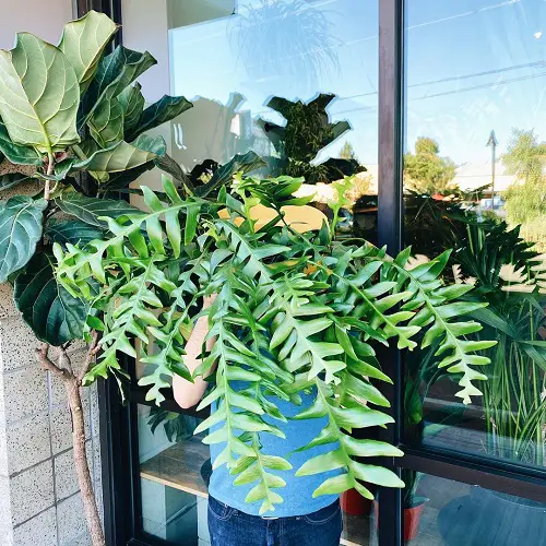 Requirements for Growing Fern Leaf Cactus