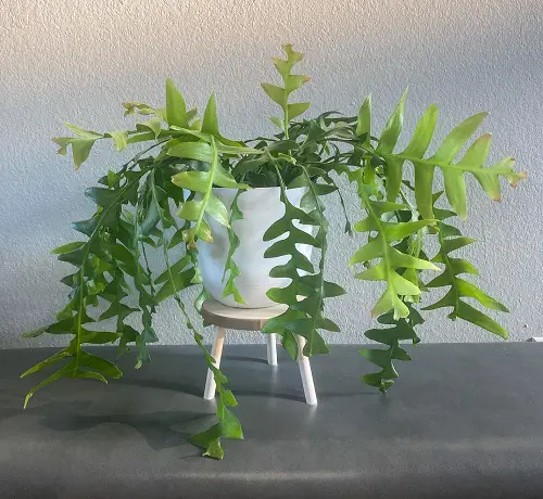 Best Container Size for Growing Fern Leaf Cactus