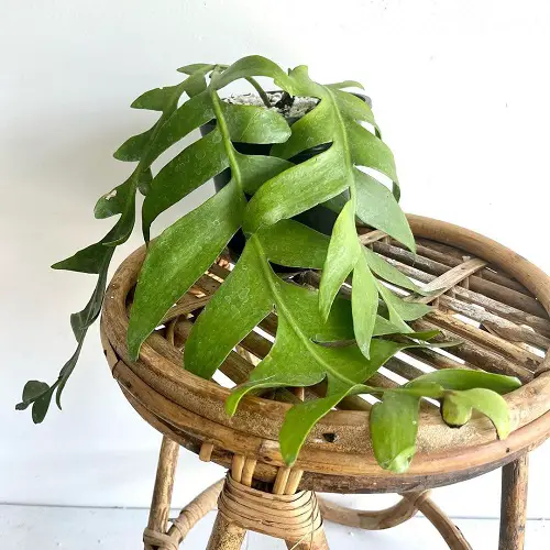 Fern Leaf Cactus Care