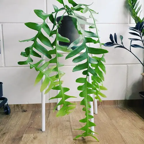 Fern Leaf Cactus Care