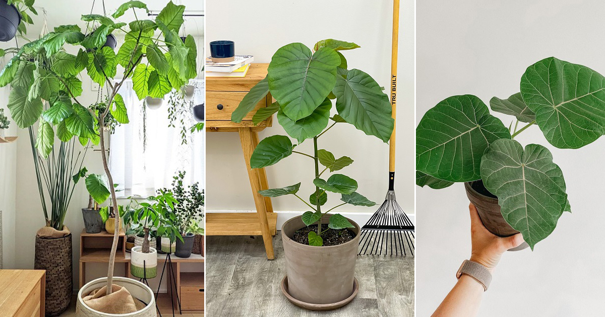 Umber Tree Ficus Umbellata Care | Growing Umbrella Tree Fig