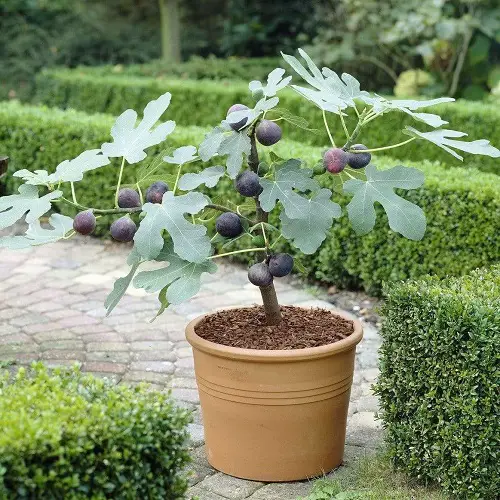 Fruits Grown in the Shadows in pot
