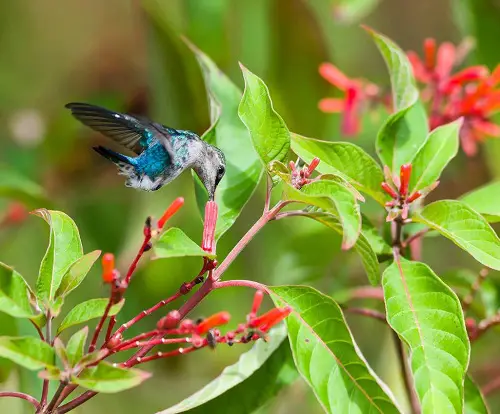 best Plants That Attract Hummingbirds in Florida
