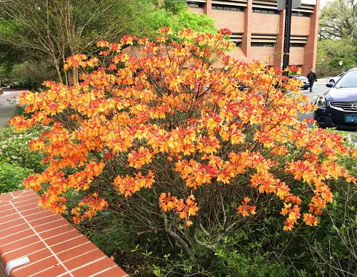 top Florida Hummingbird-Attracting Plants