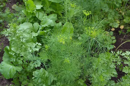 Vegetables You Should Never Plant Together 3