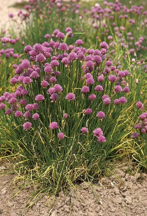 Garlic flowering Stages 