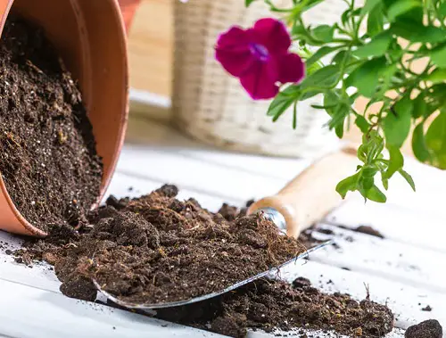 Johnson Baby Oil Uses for softening soil 