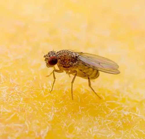 Small Insects in the Home Near Windows That You Should Watch Out For
