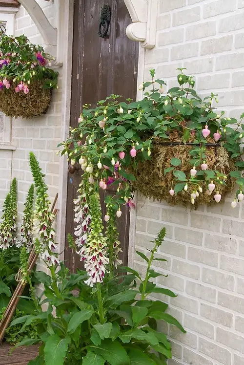 Greatest Plants for Curb Appeal 