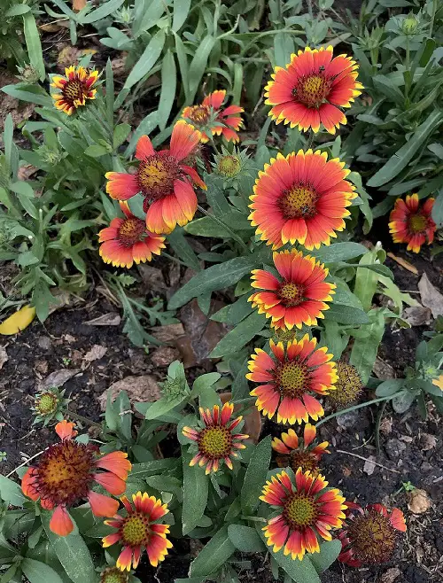 Plants Bee-Attractive 