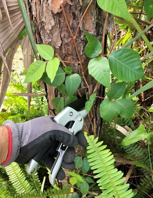 pruning poison ivy plant