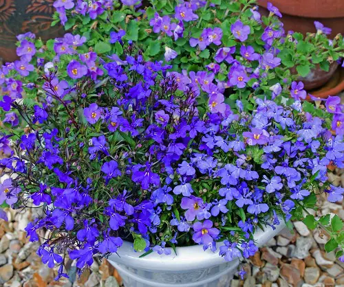Beautiful Blue and Orange Flowers