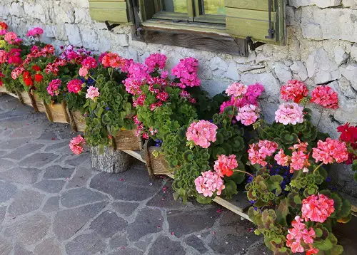 beautiful Top Curb Appeal Plants3