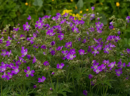 The Best Blue and Pink Flowers
