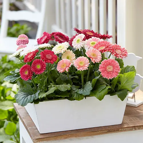 lovely Google lists the most popular flowers worldwide.
