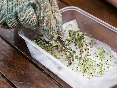 Germinate on Damp Paper Towels