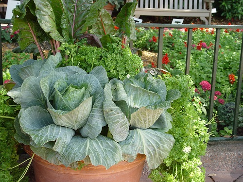 Tips to Grow Giant Big Cabbages in pot