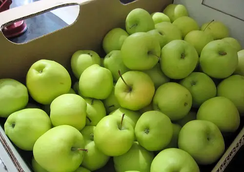 Garden-use Green Apple Varieties