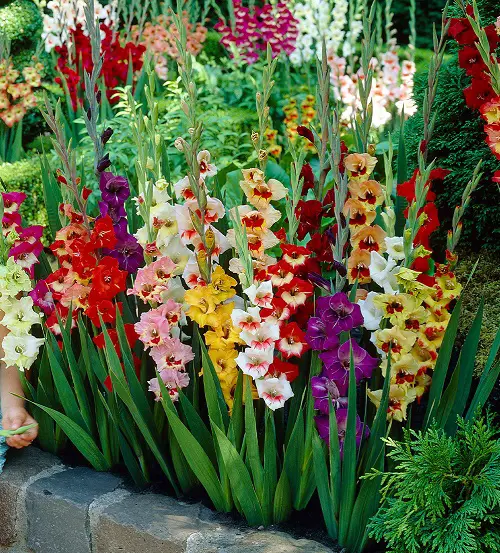 top Beautiful September Birth Month Flowers