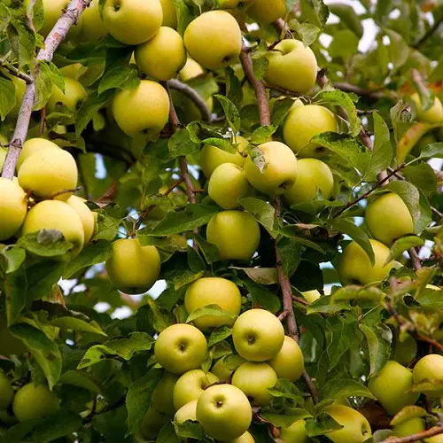 best Different Types of Green Apple Varieties