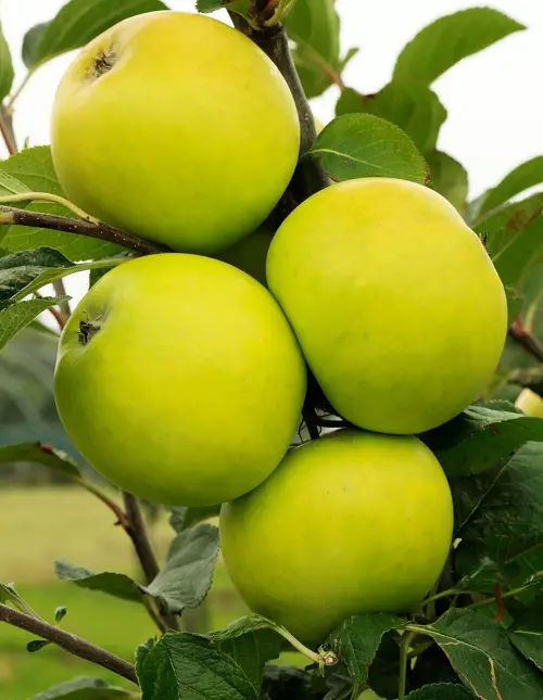 top Garden-use Green Apple Varieties