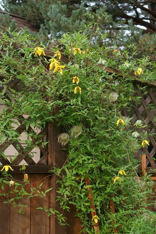 top Vines and Climbers for the Balcony and Patio