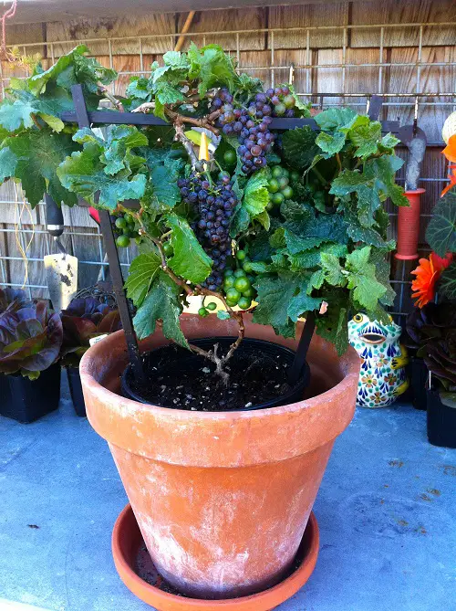 Fruits that Grow in Shade in pot