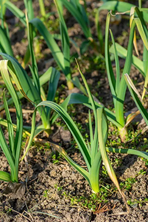 Garlic Growing Stages in Details