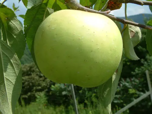 Garden-variety apples that were green