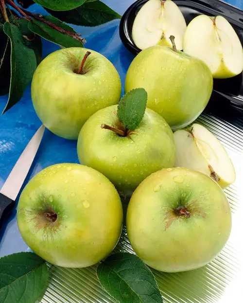 best Garden-variety apples that were green