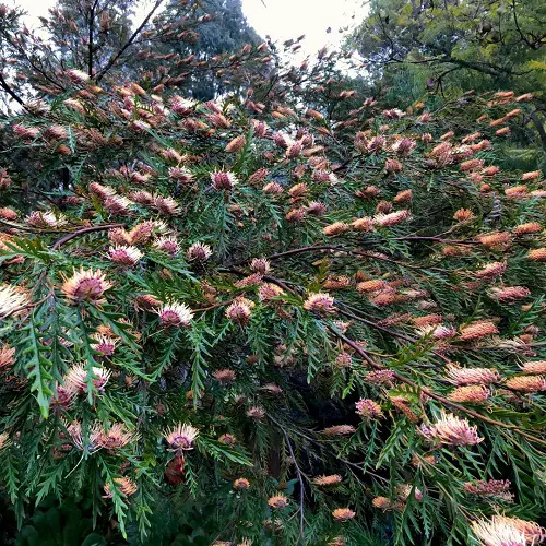 Grow Grevilleas in a Pot 4