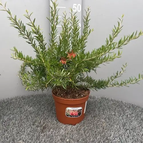 Plant Grevilleas in a Pot2