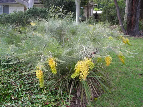 Plant Grevilleas in a Pot 4