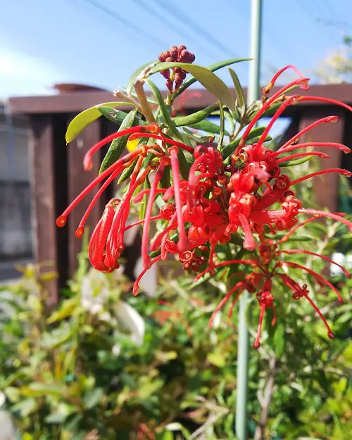 Establish Grevilleas in a Pot 2