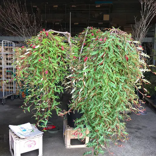 Plant Grevilleas in a Pot 1