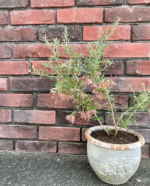 Grow Grevilleas in a Pot 3