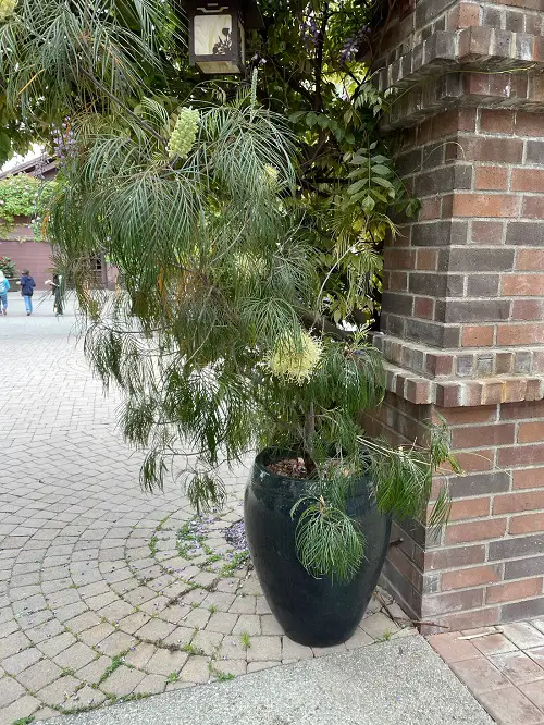 Establish Grevilleas in a Pot 4