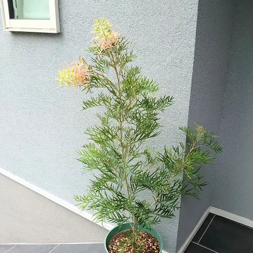 Establish Grevilleas in a Pot
