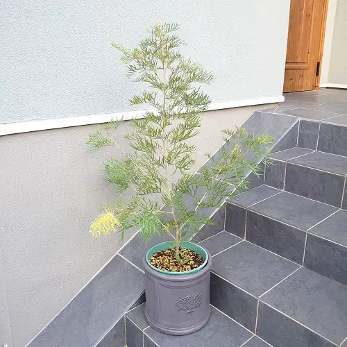 Grevilleas in a Pot: Grow