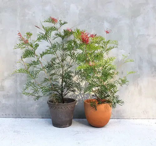 Grow Grevilleas in a Pot 3