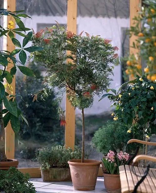 Plant Grevilleas in a Pot 