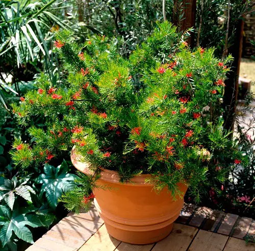 Grow Grevilleas in a Pot 6