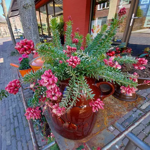 Establish Grevilleas in a Pot 2