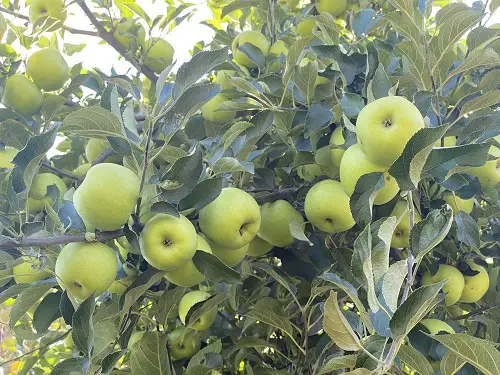 best Garden-use Green Apple Varieties
