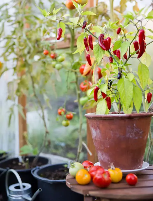 Use Quality Soil