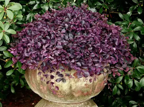 Purple Diamond Loropetalum Care