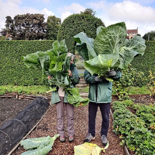 Harvest Tips to Grow Giant Big Cabbages