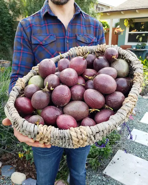 Harvesting Bluecrown Passionflower Fruit