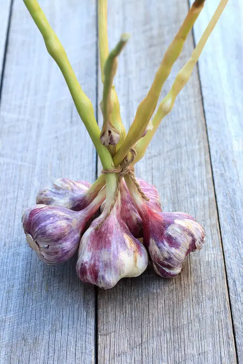 Garlic harvesting Stages 